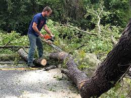 Best Tree Risk Assessment  in Bridgehampton, NY
