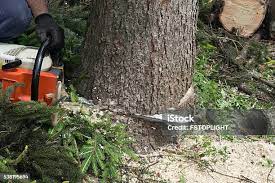 Best Tree Disease Treatment  in Bridgehampton, NY
