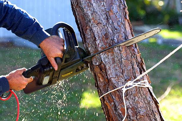 Best Tree Removal  in Bridgehampton, NY